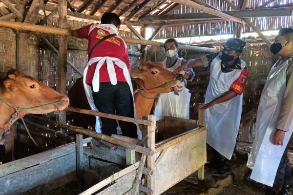 Polres Sampang Dukung Pemkab Atasi PMK Hewan Ternak