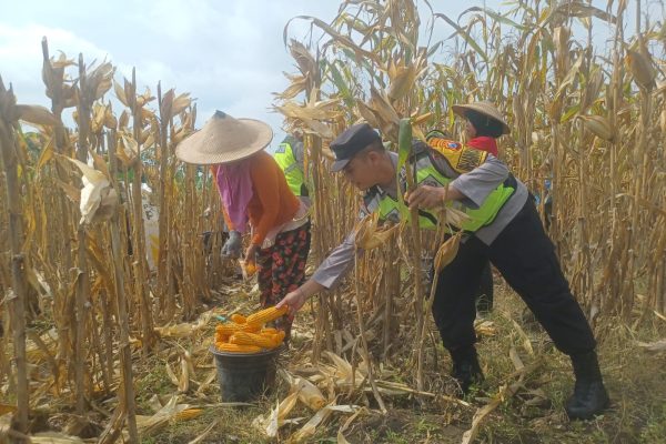 Dorong Produksi Pangan, Pak Bhabin Bantu Petani Bojonegoro Panen Jagung
